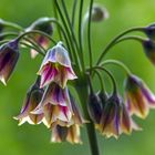 Allium siculum 