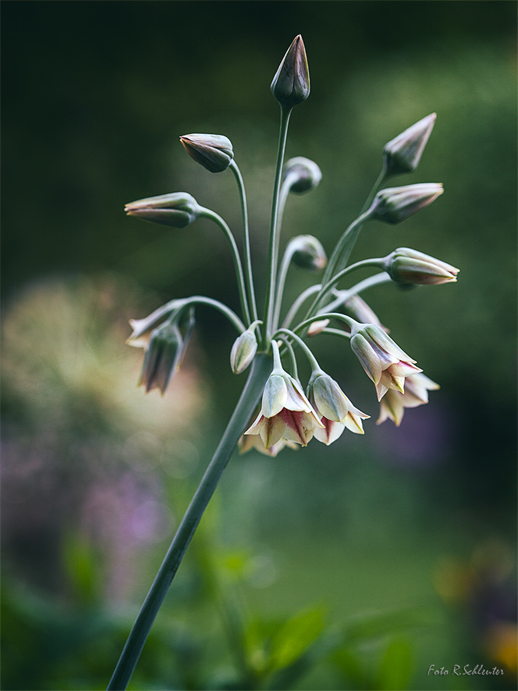 Allium siculum