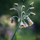 Allium siculum