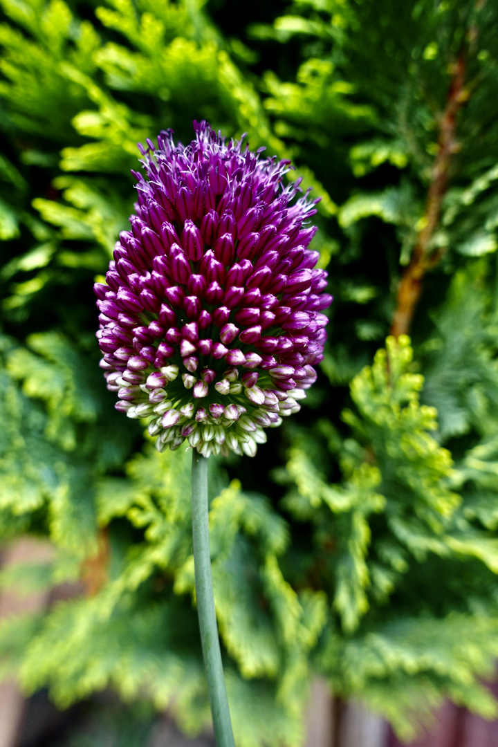 Allium sphaerocephalon "bicolor"