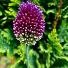 Allium sphaerocephalon "bicolor"