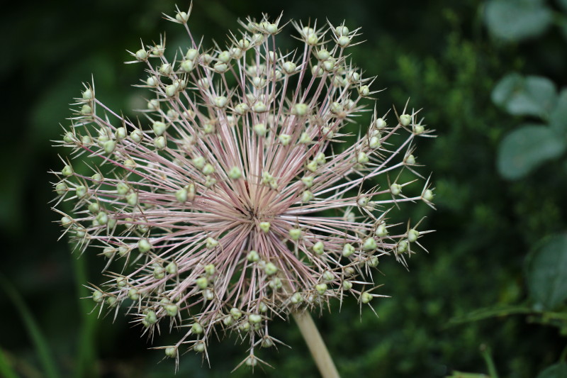 Allium-Stalude im Samenstand (2)