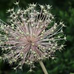 Allium-Stalude im Samenstand (2)