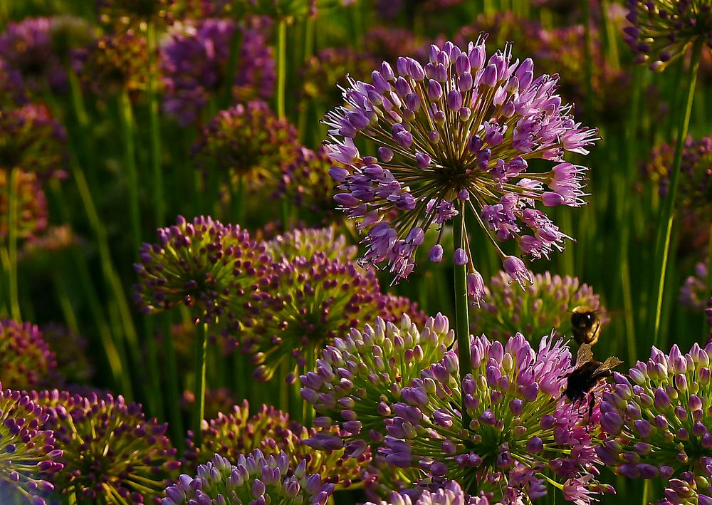 Allium überall ;-)