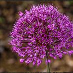 Allium unbearbeitet ;o))))