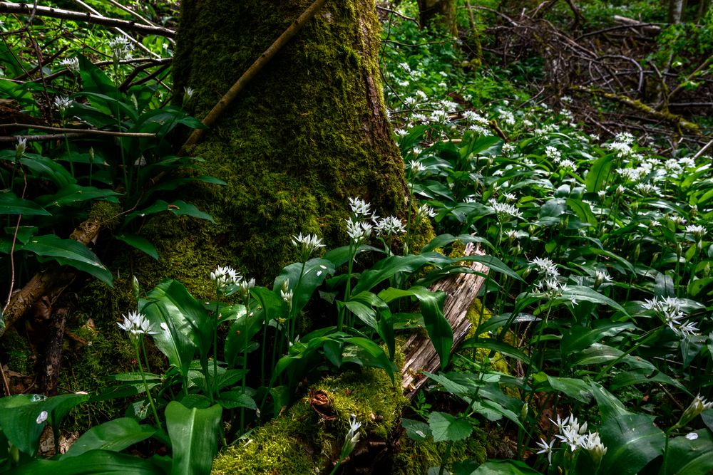 Allium ursinum