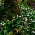 Allium ursinum