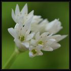 Allium ursinum