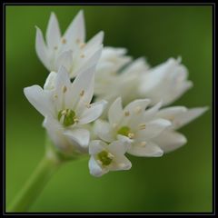 Allium ursinum