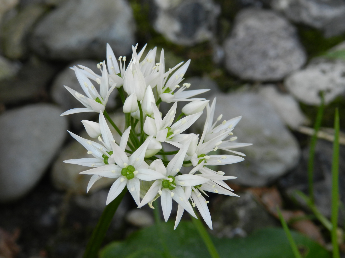 "Allium ursinum"