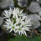 "Allium ursinum"