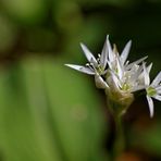 Allium ursinum