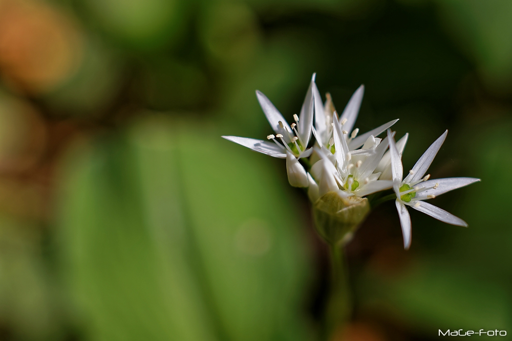 Allium ursinum