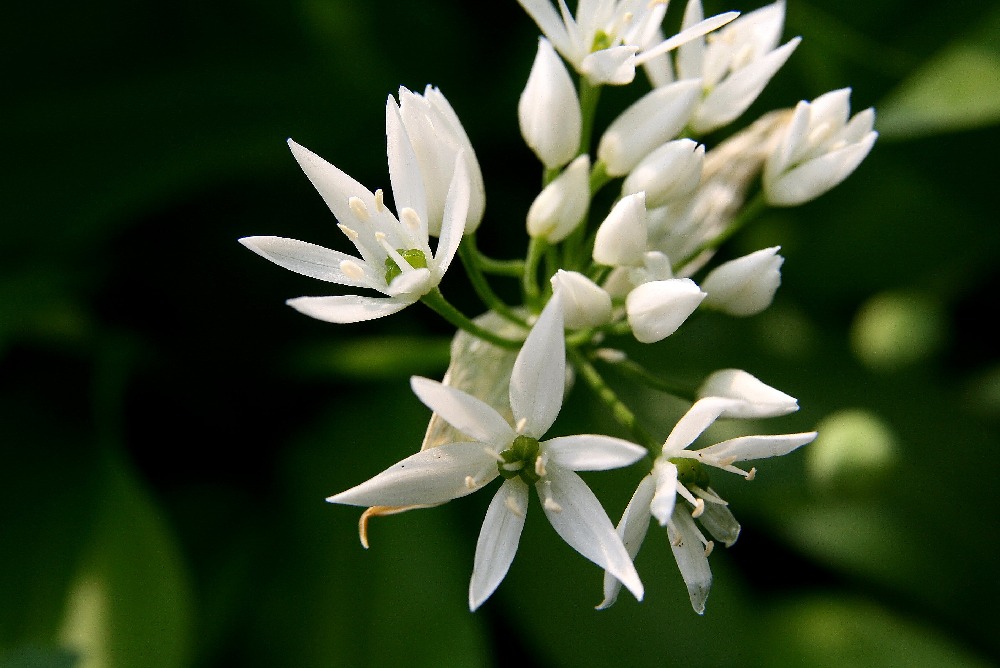 Allium ursinum