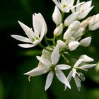 Allium ursinum