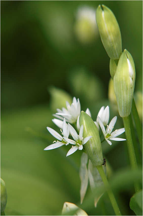 Allium ursinum