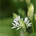 Allium ursinum