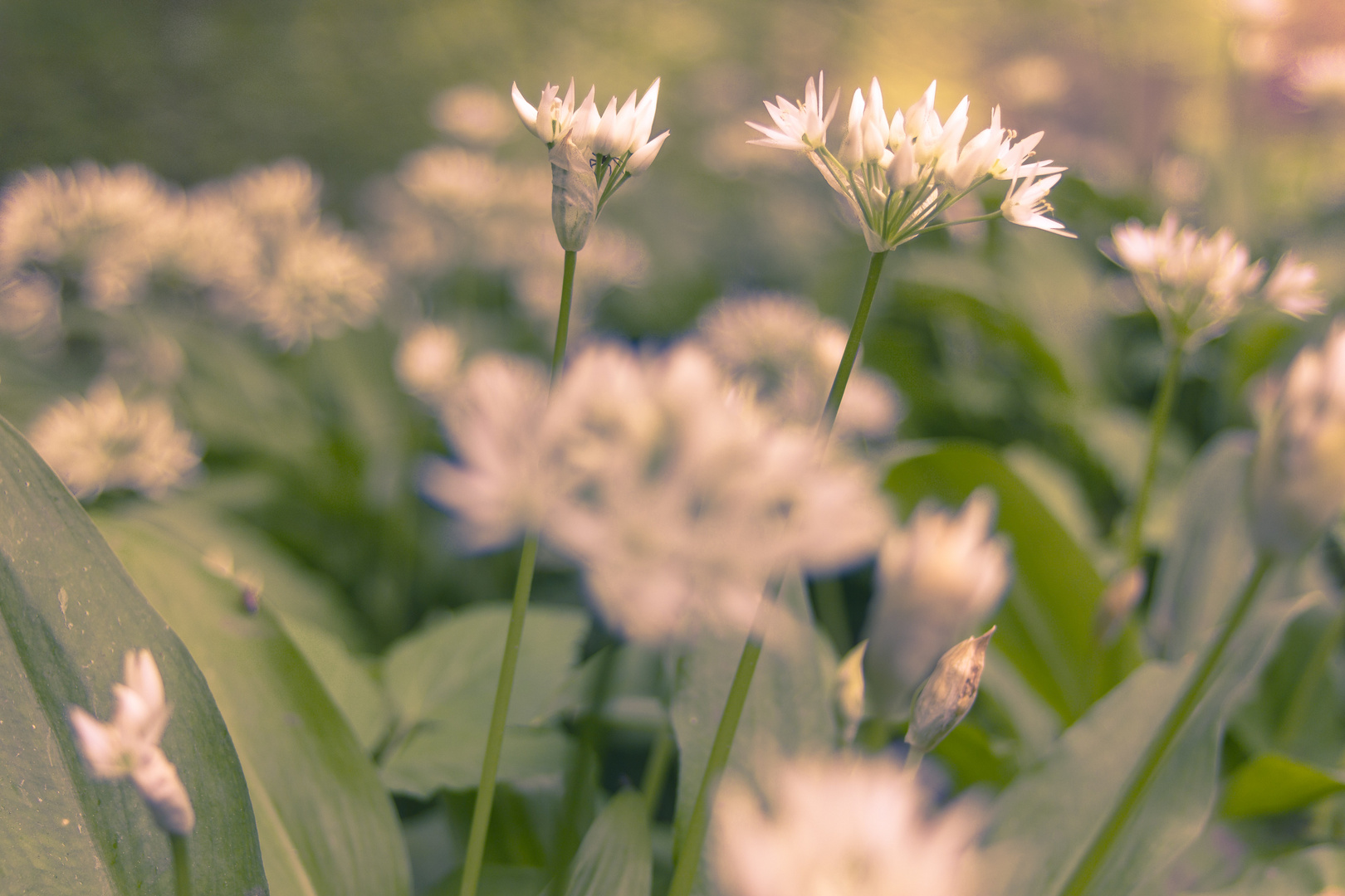 Allium ursinum