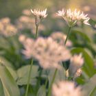 Allium ursinum