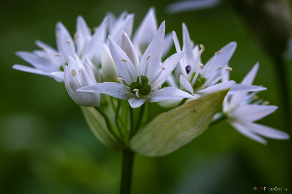 Allium ursinum - Bärlauch