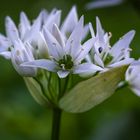 Allium ursinum - Bärlauch