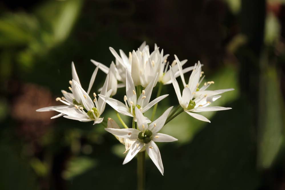 Allium ursinum - Bärlauch