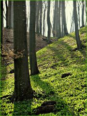 Allium ursinum (Bärlauch)