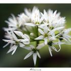 Allium ursinum