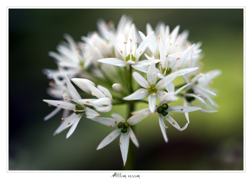 Allium ursinum