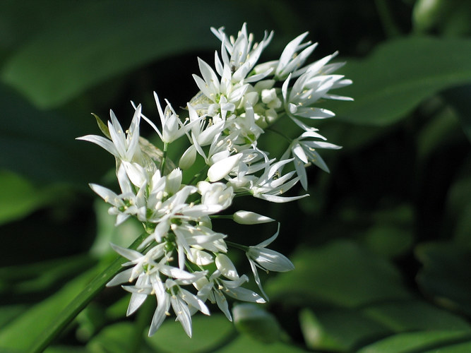 Allium Ursinum