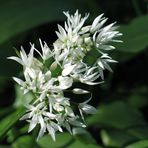 Allium Ursinum