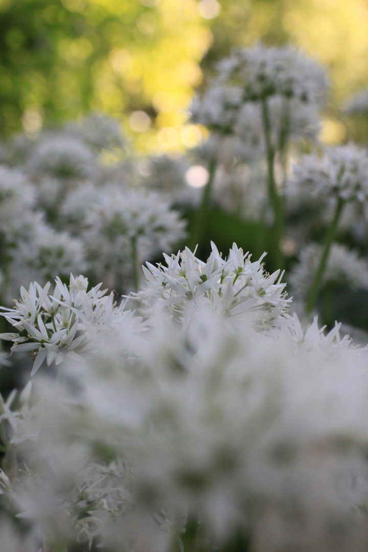 Allium ursinum