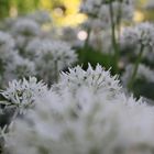 Allium ursinum