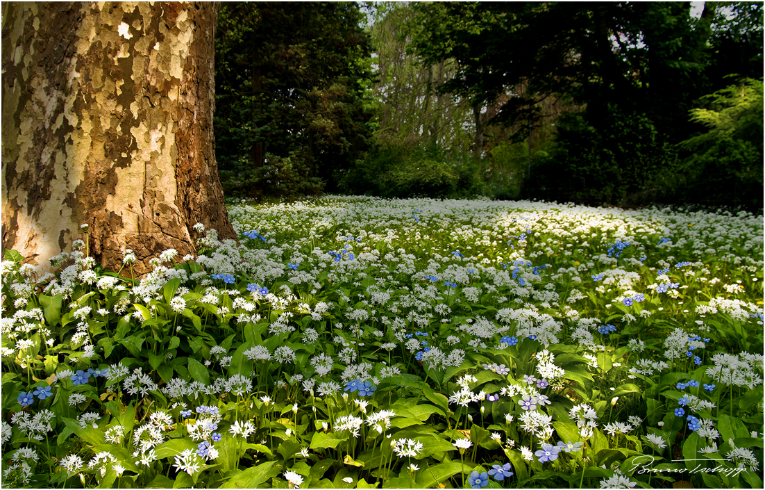 Allium ursinum und Myosotis - Bärlauch und Vergissmeinnicht