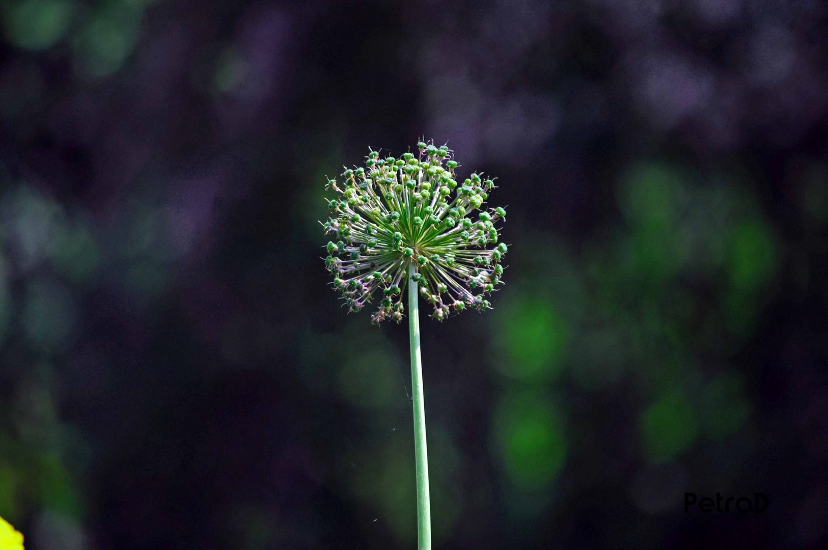 ...Allium... Verblüht aber trotzdem schön...