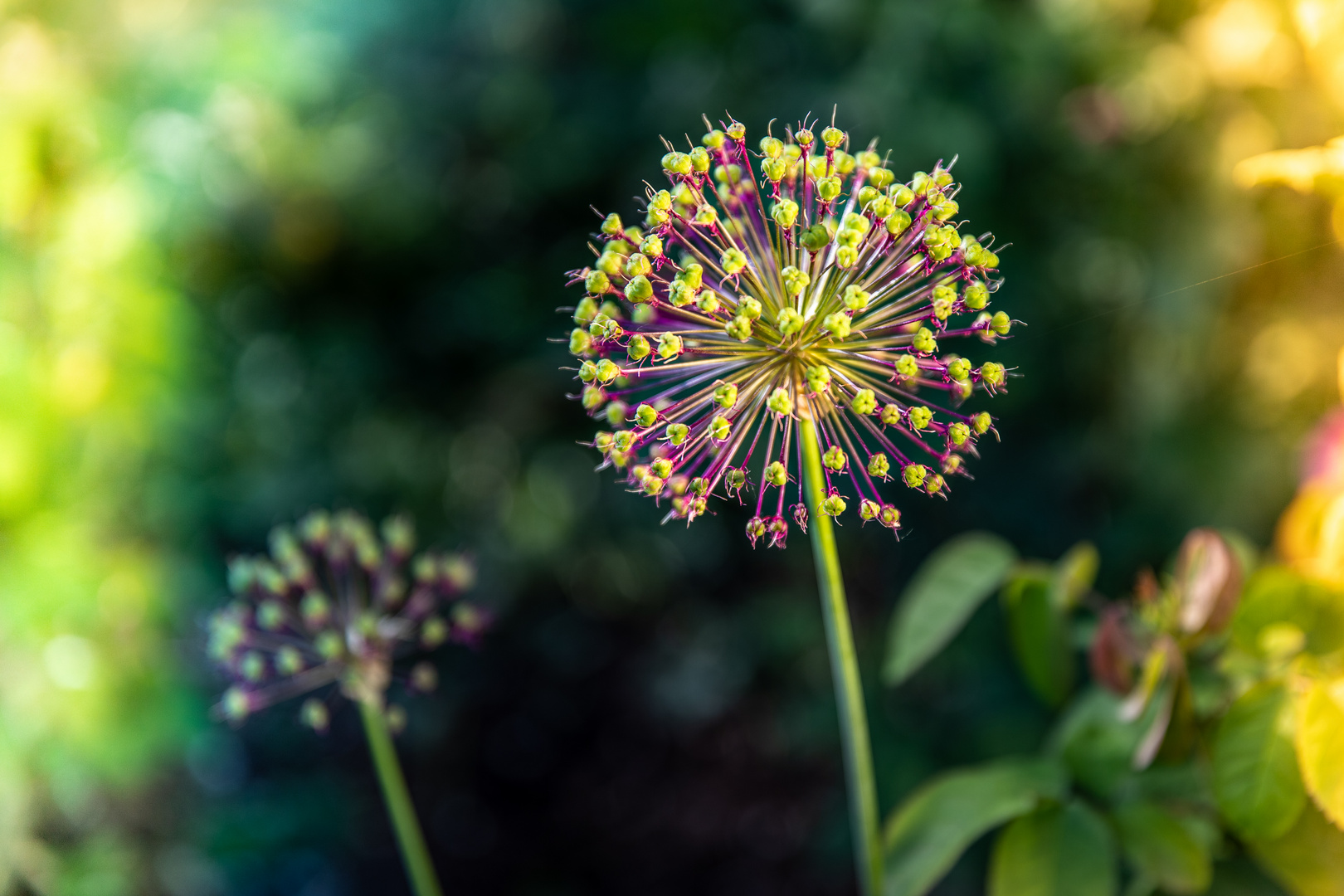 Allium ... verblüht