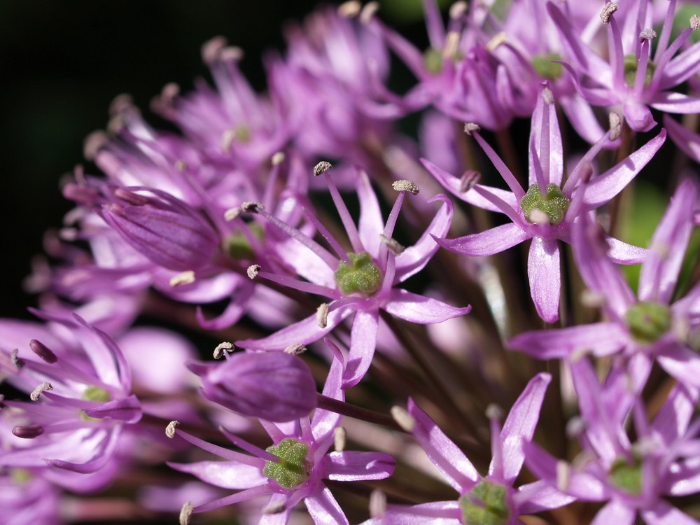 Allium Violett