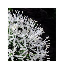 Allium weiss