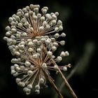 Allium Whit Giant 