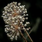 Allium Whit Giant 