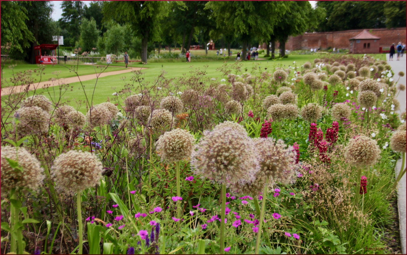 Allium wohin man sieht