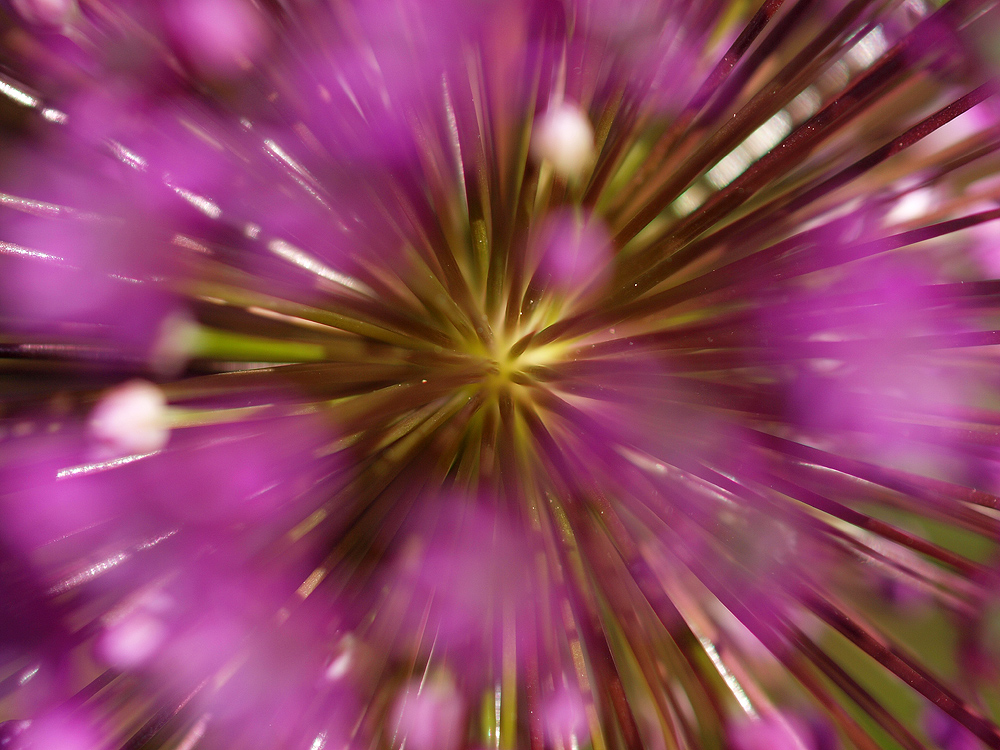 Allium (Zierlauch)