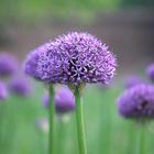 Allium Zierlauch.......