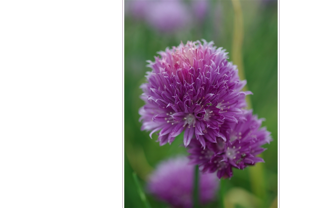 Allium - Zierlauch