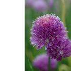 Allium - Zierlauch