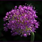 Allium Zierlauch in beginnender Blüte....