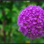 Allium (Zierlauch oder Kugellauch)