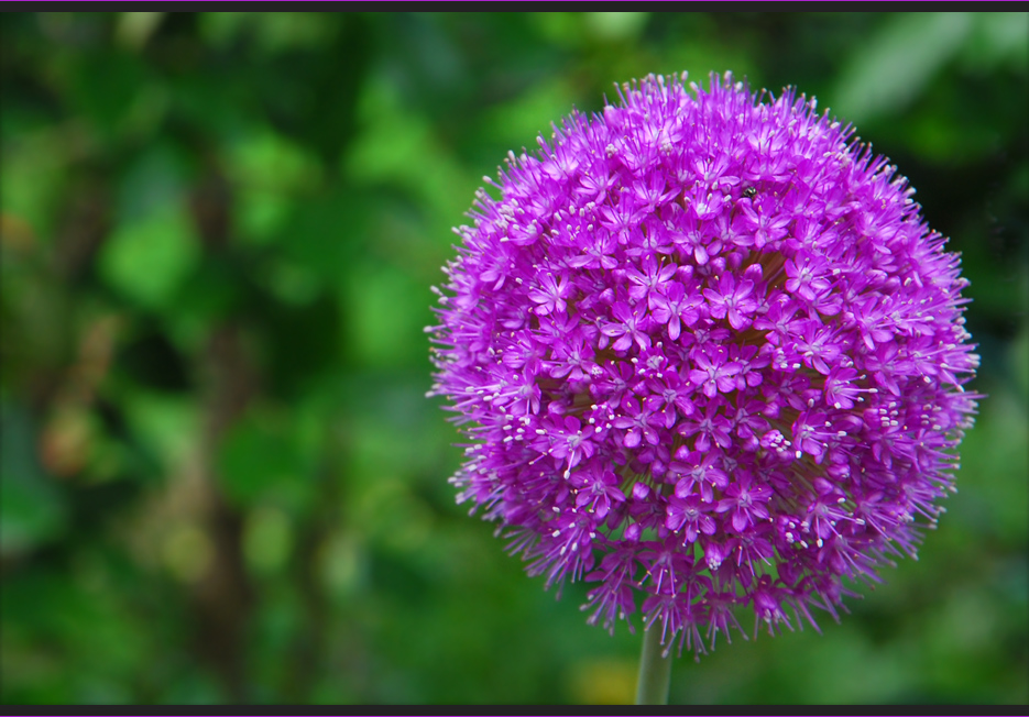 Allium (Zierlauch oder Kugellauch)