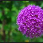 Allium (Zierlauch oder Kugellauch)