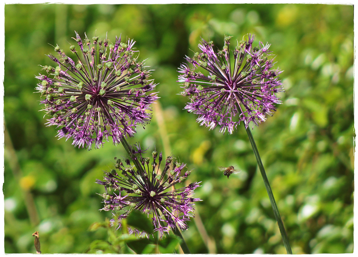 Allium ( Zierlauch) schon am verblühen